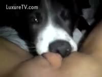 Hot dog oral sex with a fresh pussy